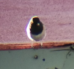Junco hyemalis thurberi