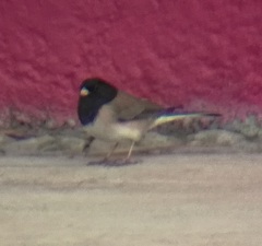 Junco hyemalis thurberi