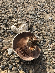 Pseudochitonia