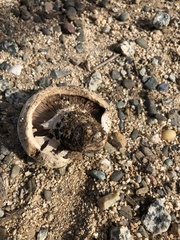 Pseudochitonia