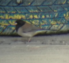 Junco hyemalis thurberi
