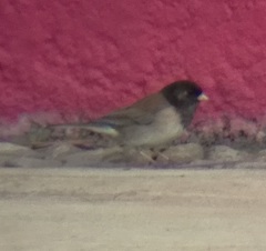 Junco hyemalis thurberi