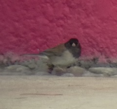 Junco hyemalis thurberi