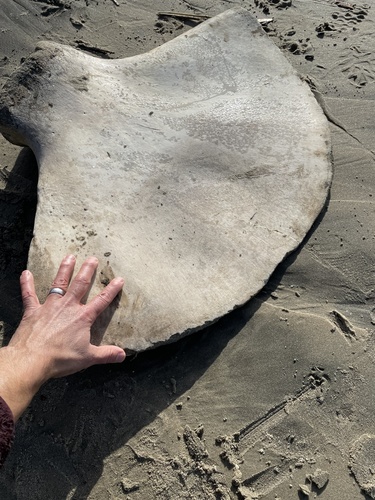 Humpback Whale photographed in Oregon