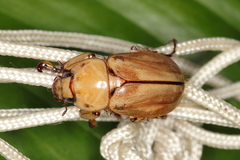 Cyclocephala