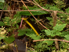 Chironius multiventris