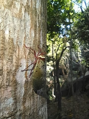 Copidocephala guttata