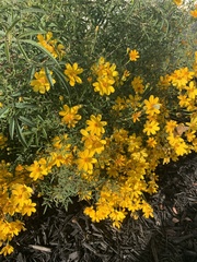 Tagetes lucida