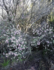 Indigofera flabellata