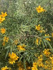 Tagetes lucida