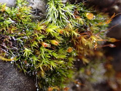 Schistidium papillosum