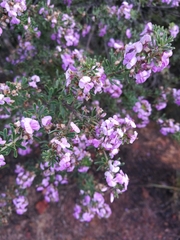 Indigofera flabellata