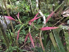 Guzmania wittmackii