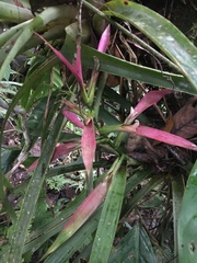 Guzmania wittmackii