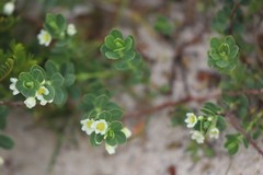 Phyllanthus calycinus