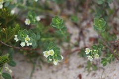 Phyllanthus calycinus