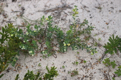 Phyllanthus calycinus
