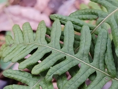 Polypodium vulgare