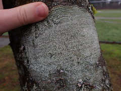 Pertusaria borealis