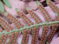 Polypodium vulgare