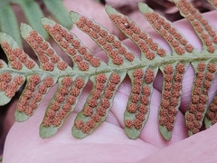Polypodium vulgare