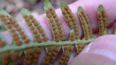 Polypodium vulgare
