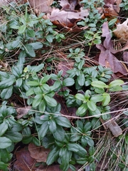 Vaccinium vitis-idaea