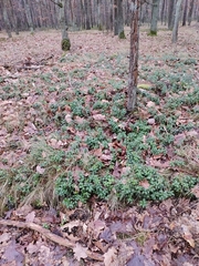 Vaccinium vitis-idaea