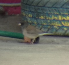 Junco hyemalis