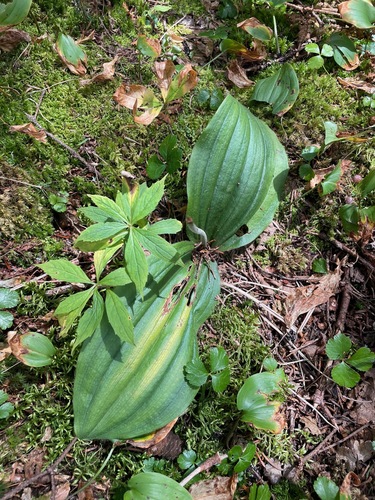 Middle Mountain Trail