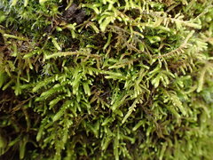 Claopodium bolanderi