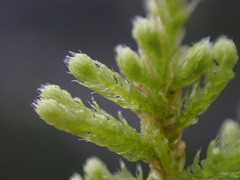 Claopodium bolanderi
