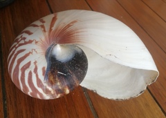Nautilus pompilius