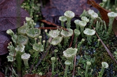 Cladonia chlorophaea