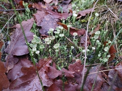 Cladonia chlorophaea