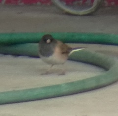 Junco hyemalis