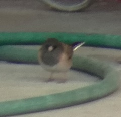 Junco hyemalis
