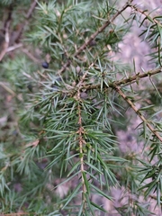 Juniperus communis