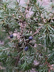 Juniperus communis