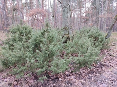 Juniperus communis