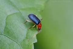 Trichobalya bowringii