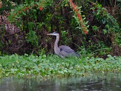 Ardea herodias