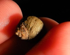 Tectarius striatus