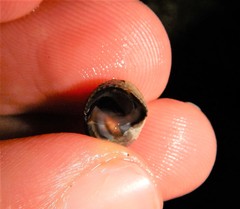 Tectarius striatus