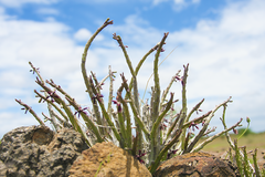 Caralluma adscendens