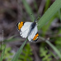 Anthocharis sara sara