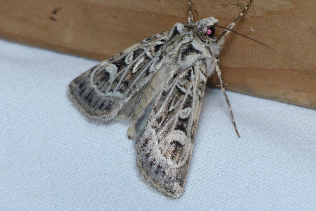 Chersotis larixia