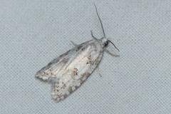 Eana canescana