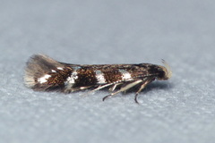 Eulamprotes wilkella