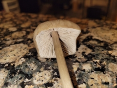 Entoloma holoconiotum